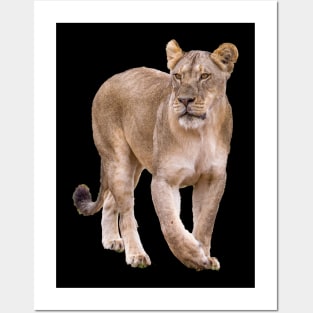 Lioness Posters and Art